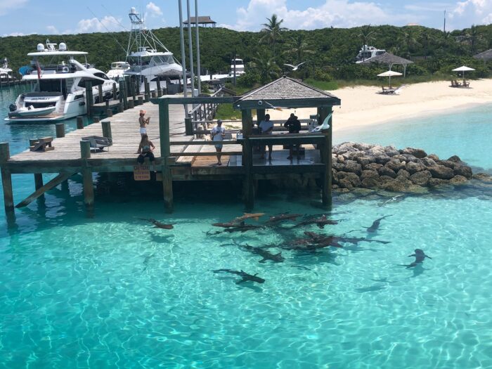 Staniel Cay shark swimming