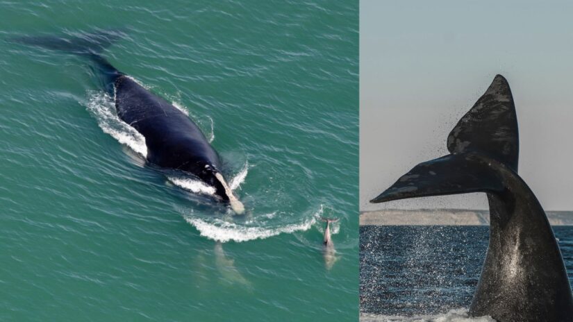 north atlantic right whale