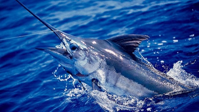 blue marlin