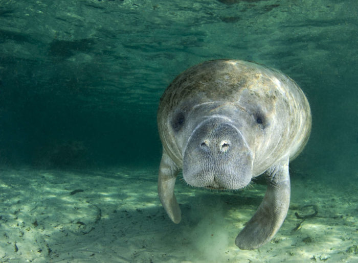 florida manatee