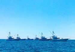 Sportifshing tournament: Orange Beach Billfish Classic