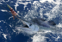 Marlin fishing in Cabo