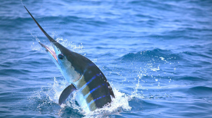 striped marlin