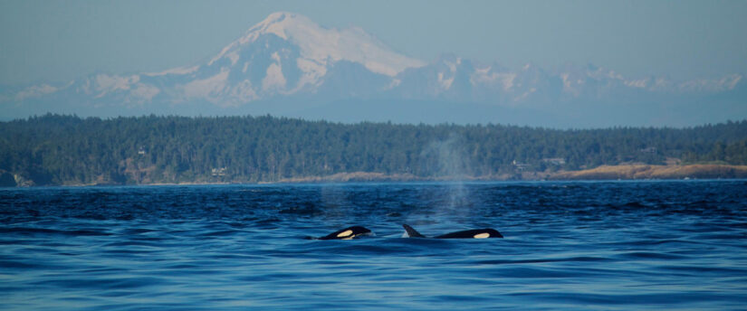 San Juan Island Washington | highly rated boating destinations in the USA