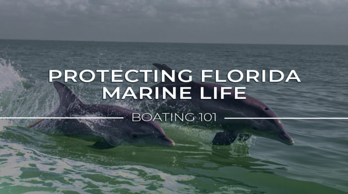 Protecting Florida Marine Life: Boating 101