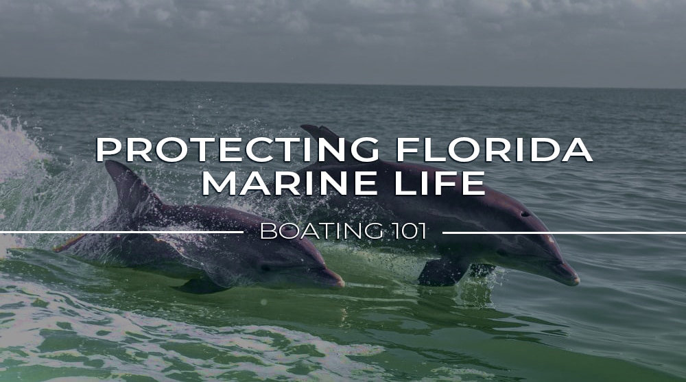 Protecting Florida marine life: boating 101